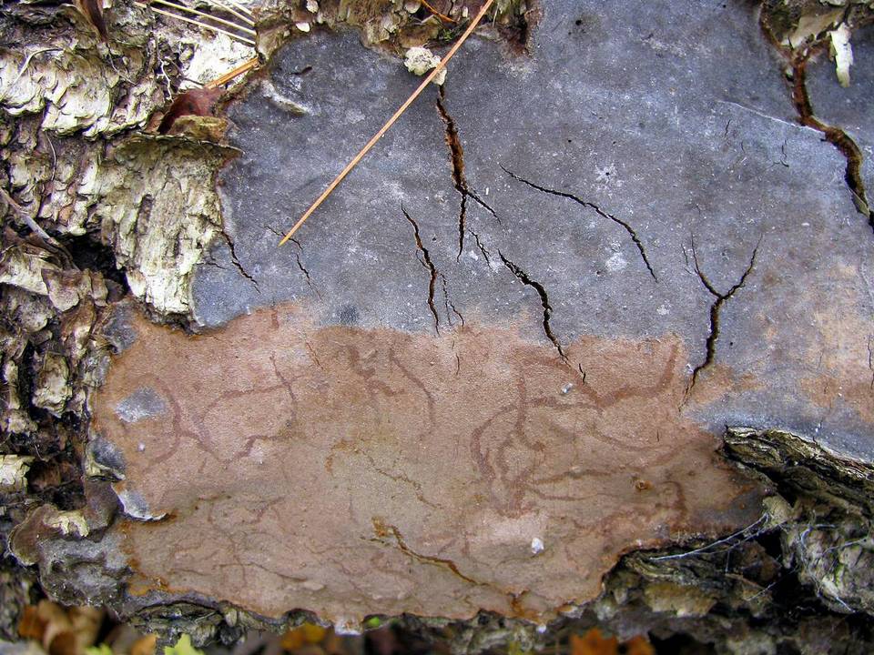 Asterostroma cervicolor image