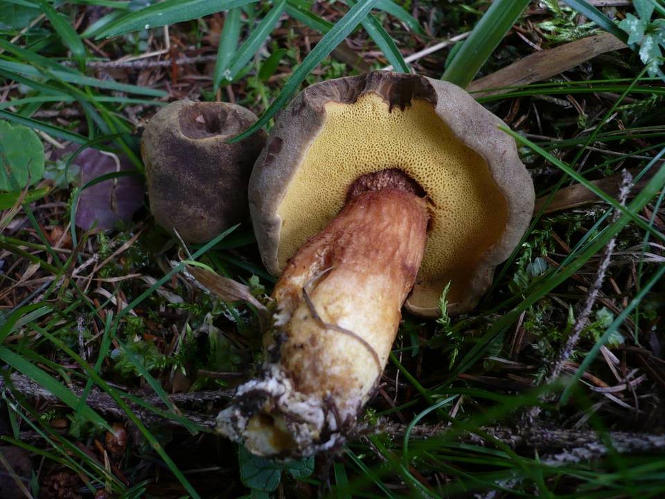 Xerocomus ferrugineus f. variecolor image