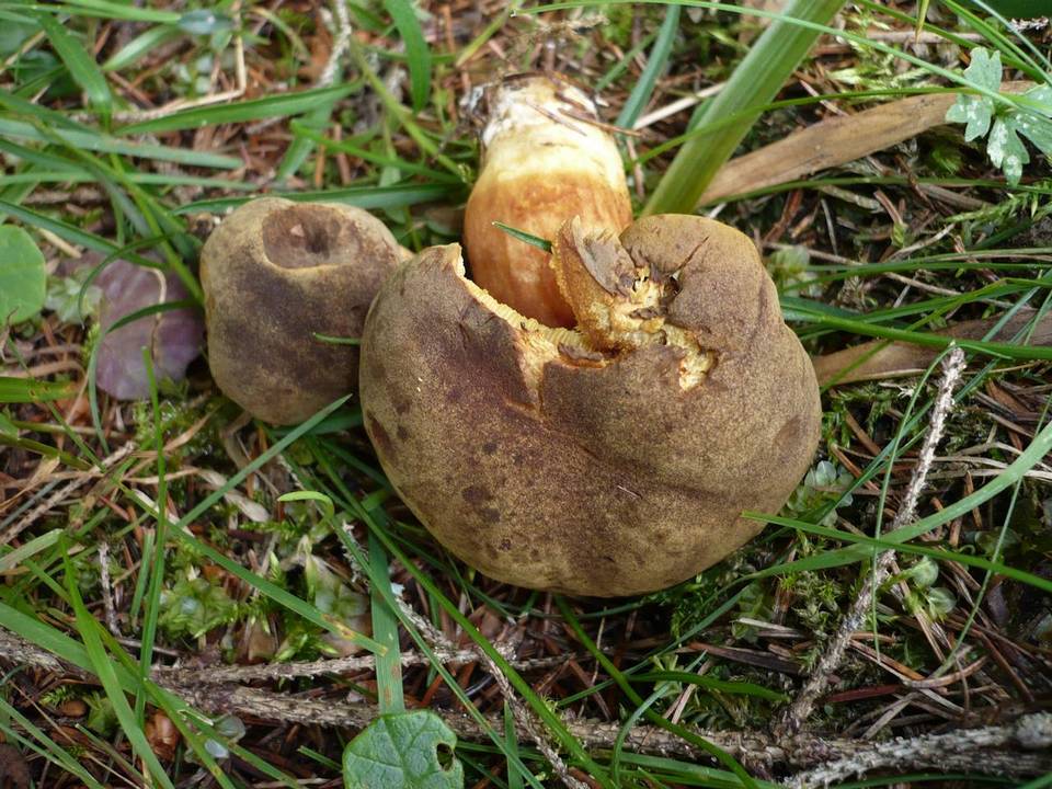 Xerocomus ferrugineus f. variecolor image