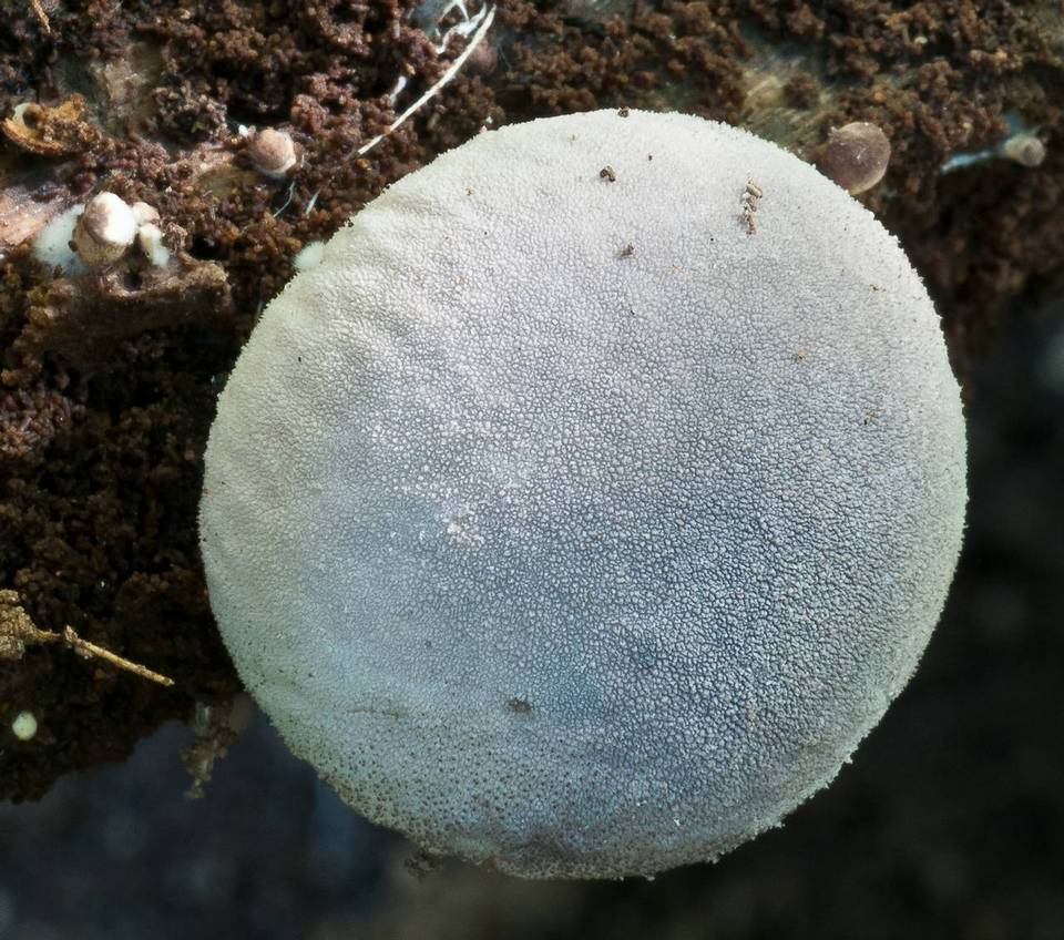 Lycoperdon purpurascens image