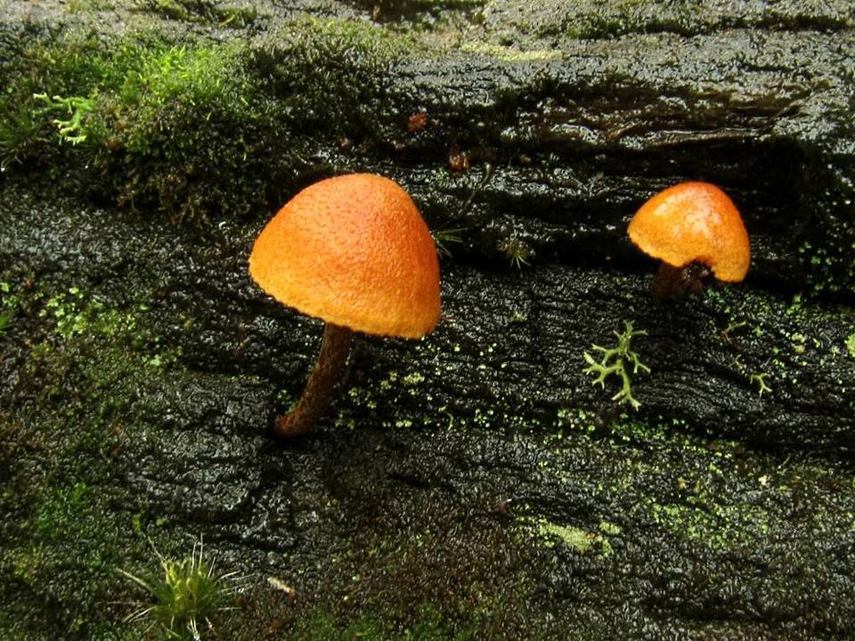 Gymnopilus ferruginosus image