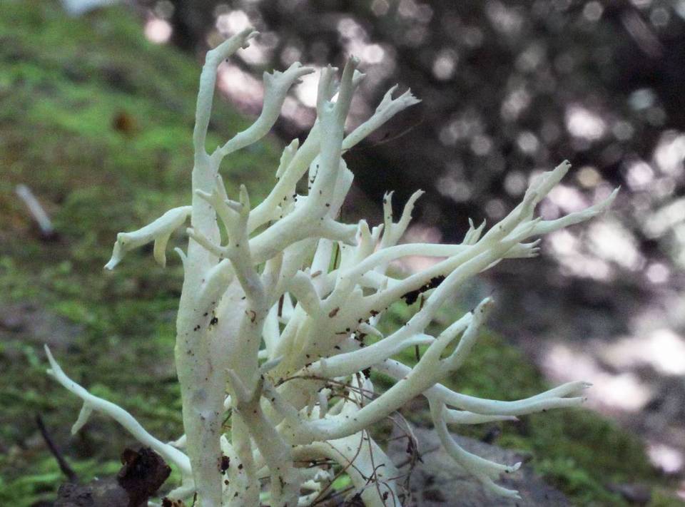 Scytinopogon image