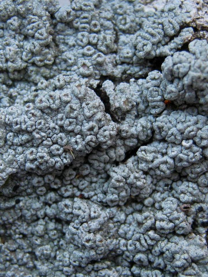 Pertusaria hymenea image