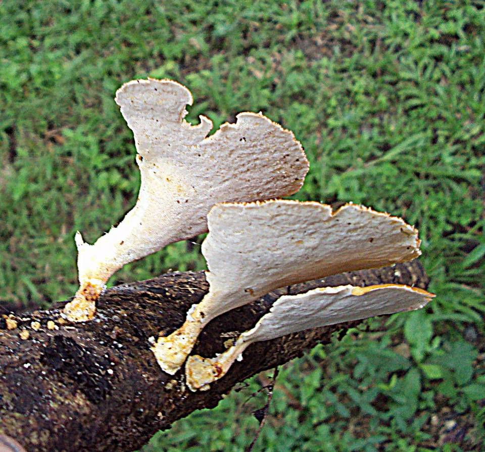 Antrodiella versicutis image