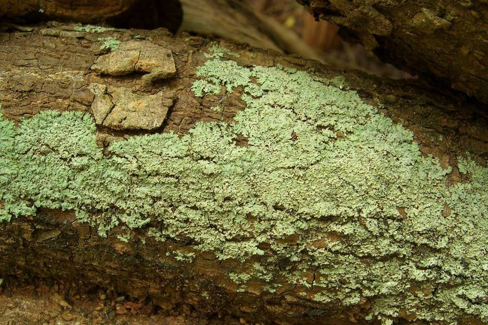 Physcia crispa image