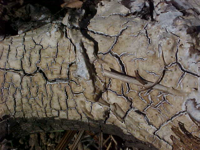 Phlebiopsis image