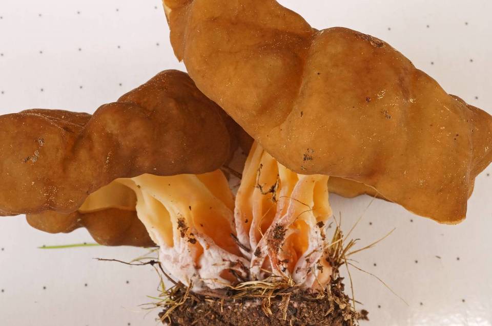 Gyromitra californica image