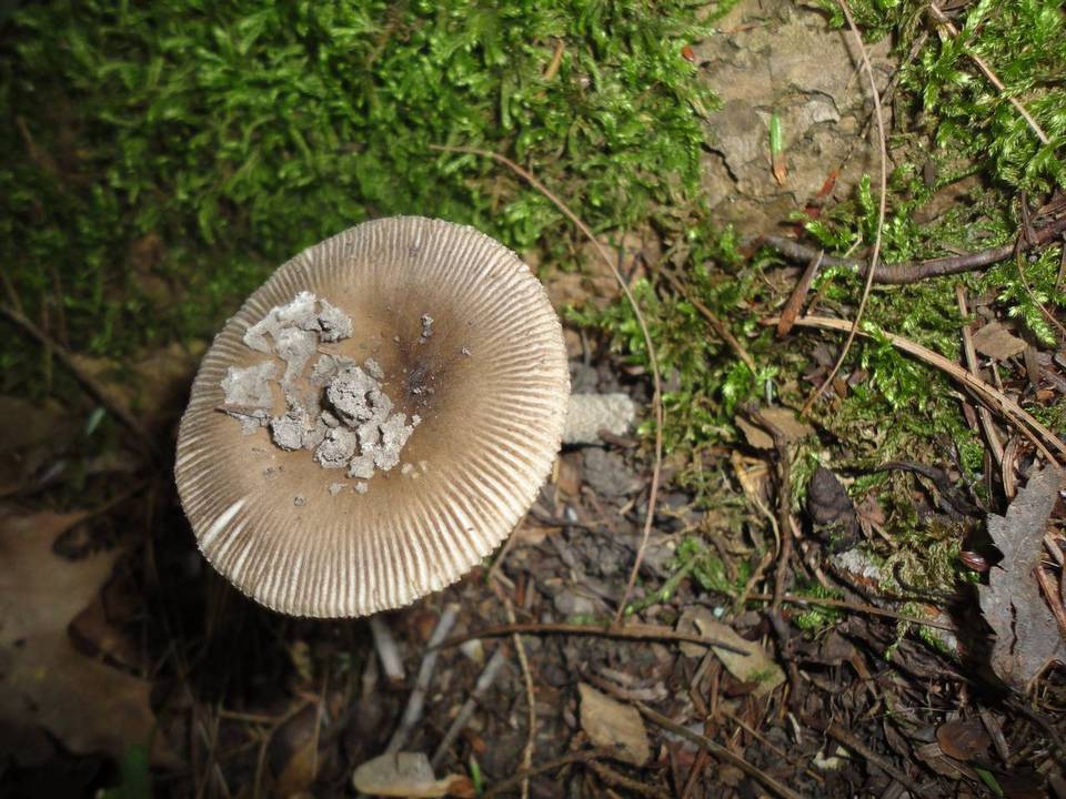 Amanita borealisorora image