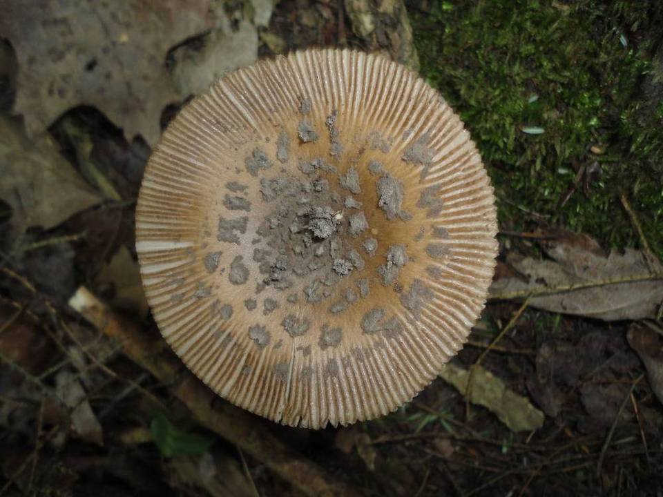 Amanita borealisorora image