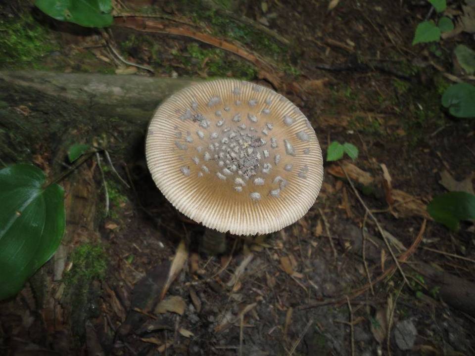 Amanita borealisorora image