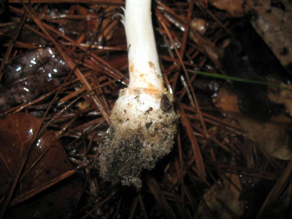 Amanita roseitincta image