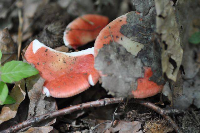 Russula mairei image