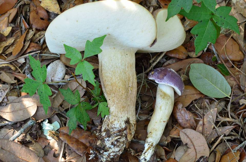 Tylopilus williamsii image