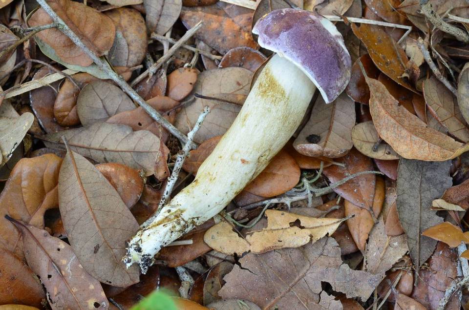 Tylopilus williamsii image