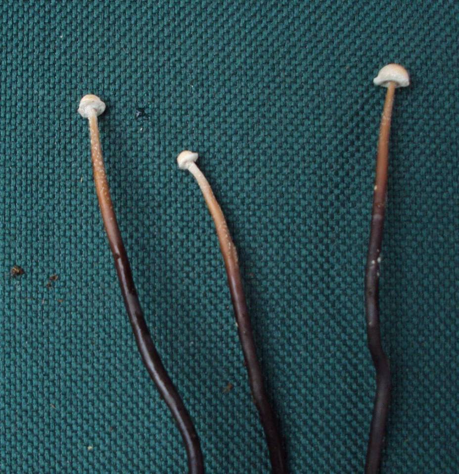 Poronia pileiformis image