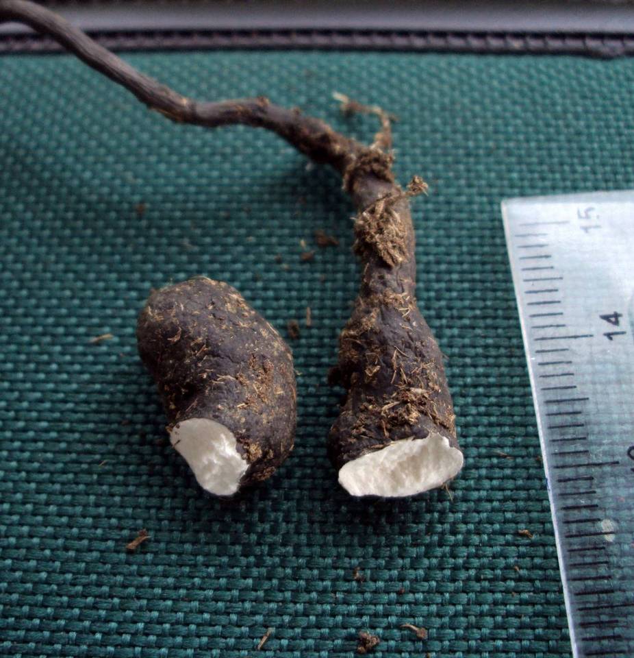 Poronia pileiformis image