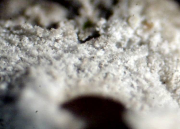 Poronia pileiformis image