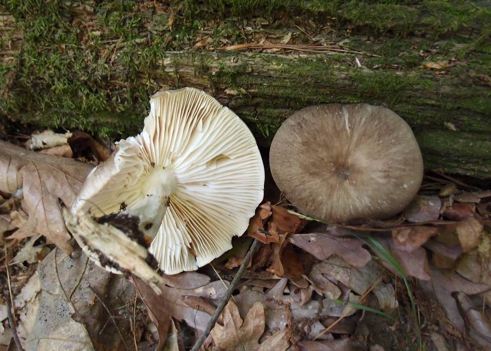 Megacollybia rodmani image