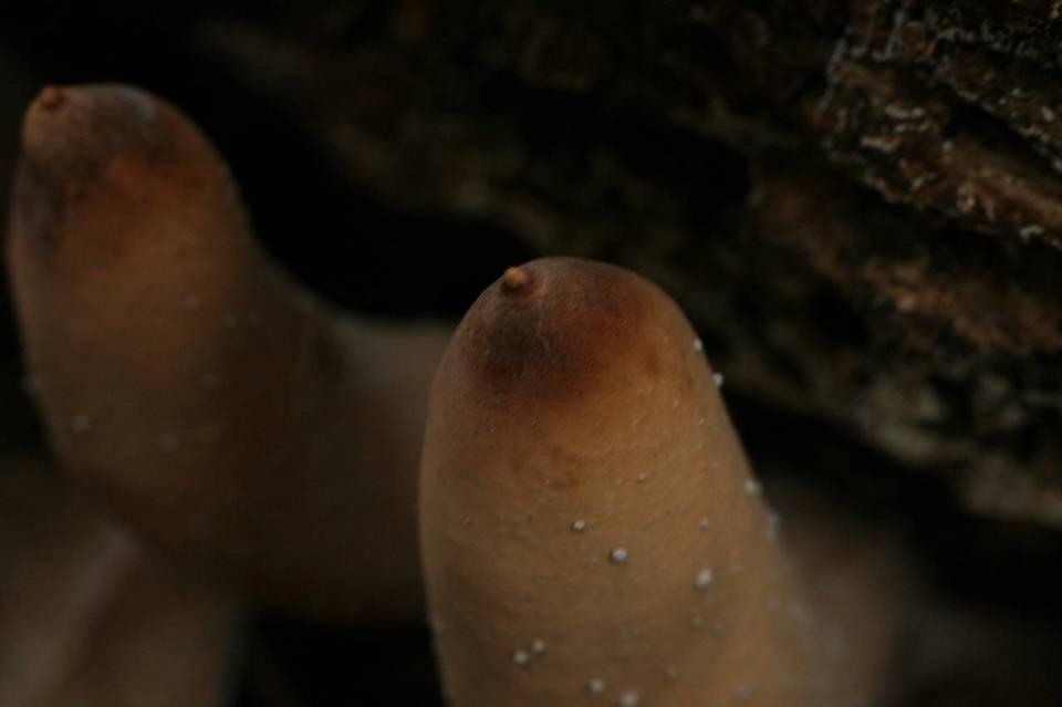 Xylaria poitei image