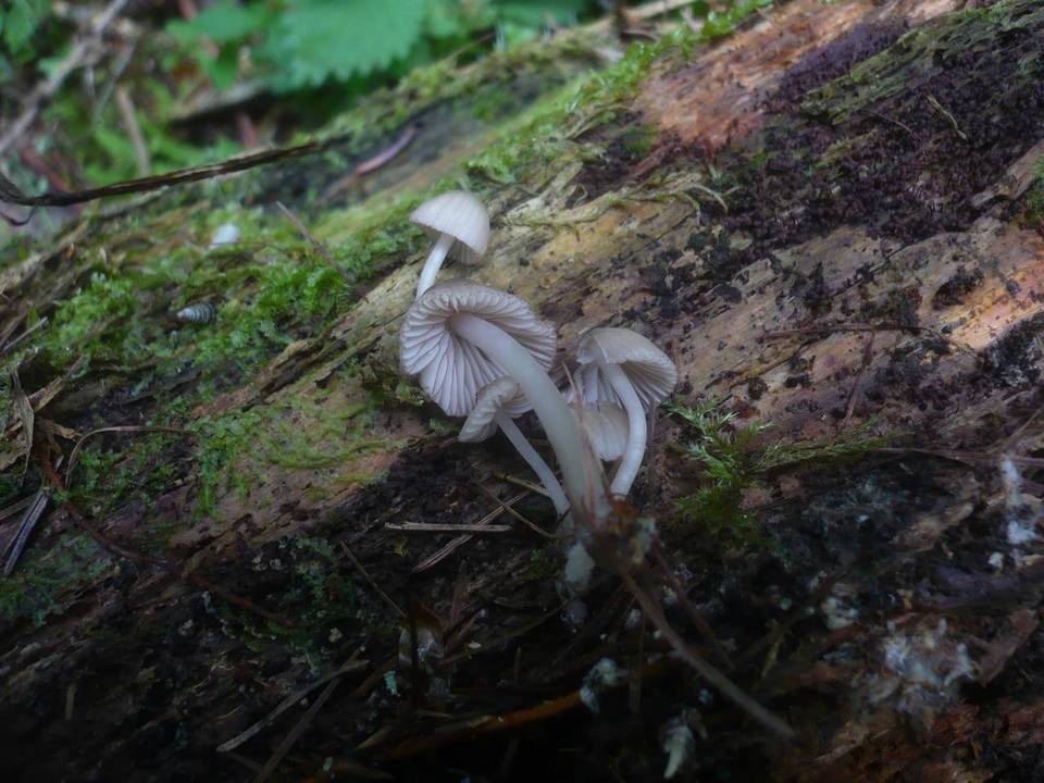 Mycena rubromarginata image