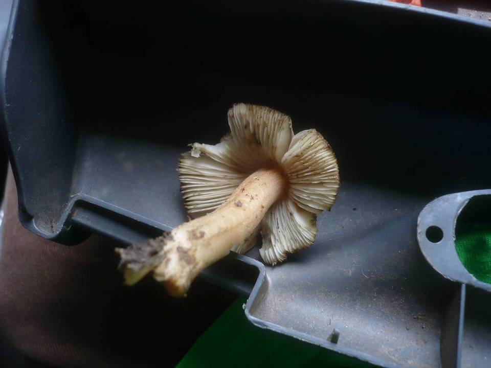 Inocybe oblectabilis image
