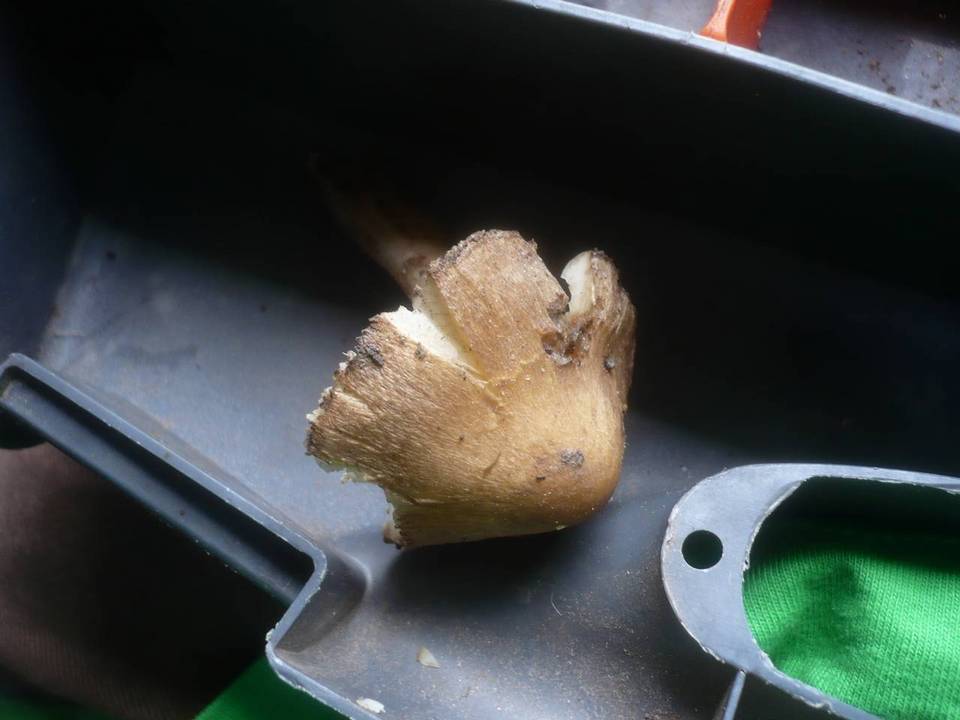 Inocybe oblectabilis image