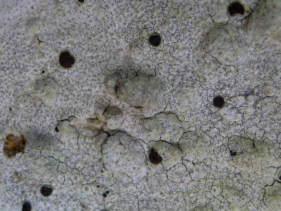 Lecanora marginata image
