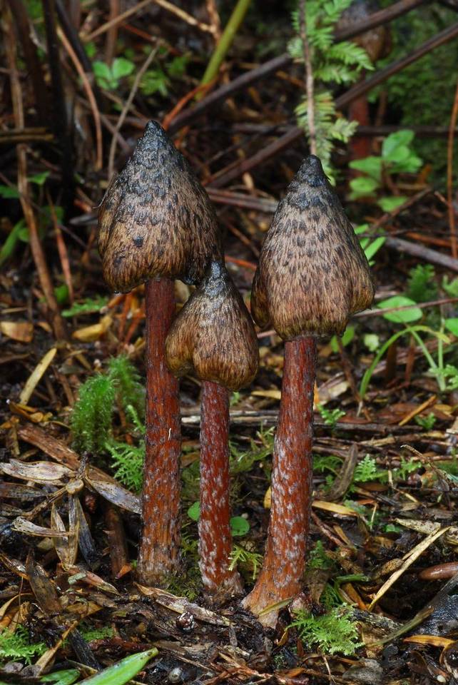 Bertrandia astatogala image