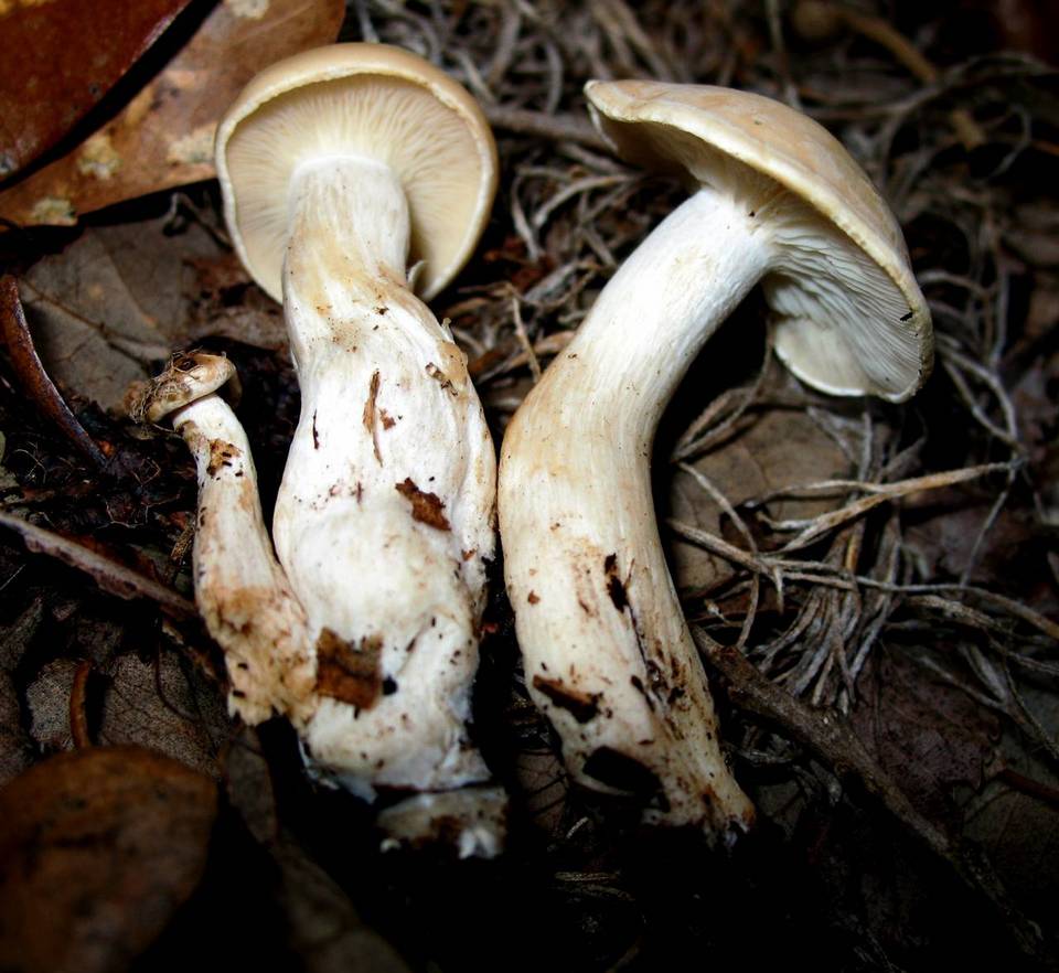 Clitocybe candida image