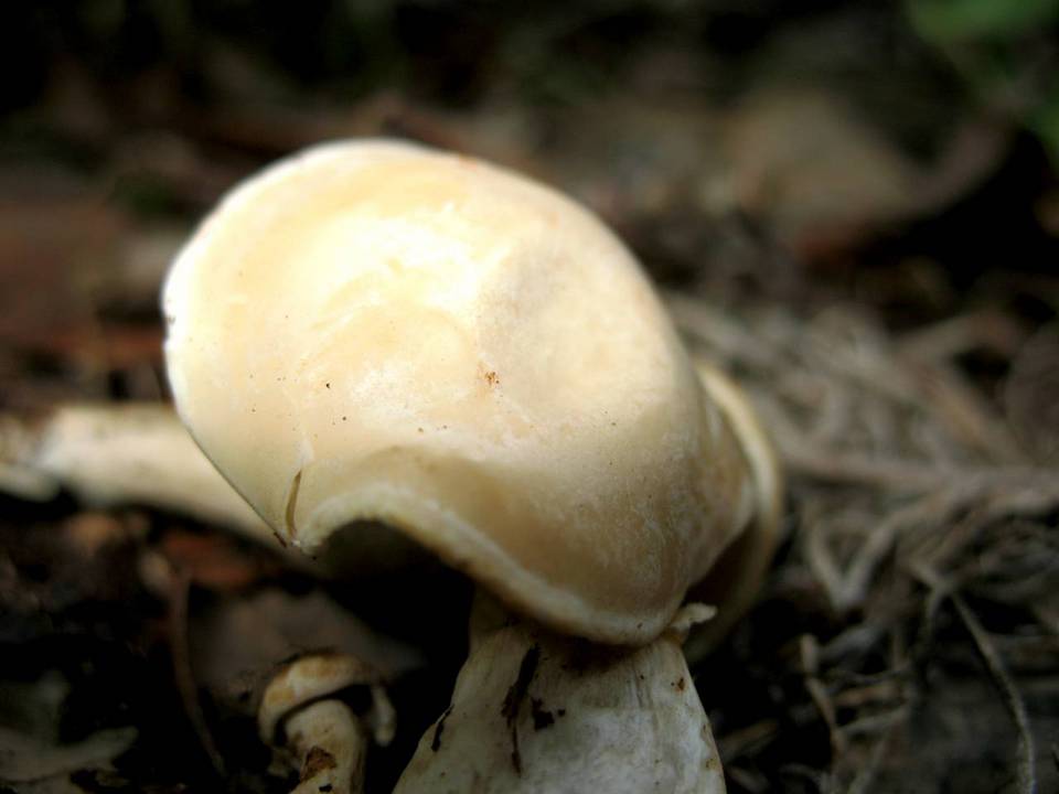 Clitocybe candida image