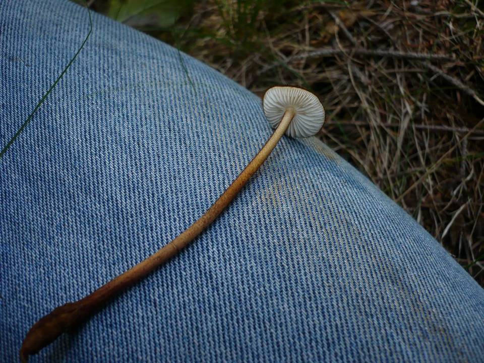 Oudemansiella melanotricha image