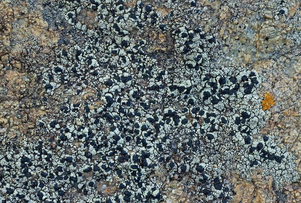 Lecidella asema image