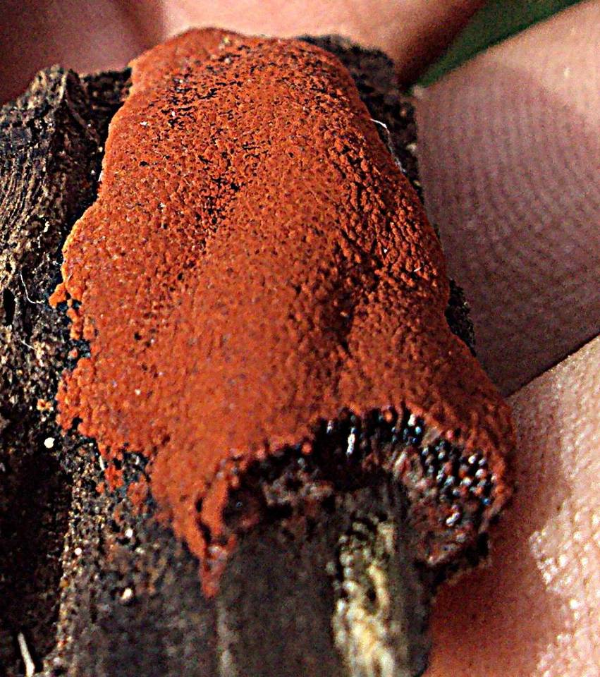 Hypoxylon haematostroma image