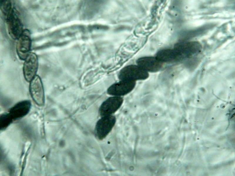 Hypoxylon haematostroma image