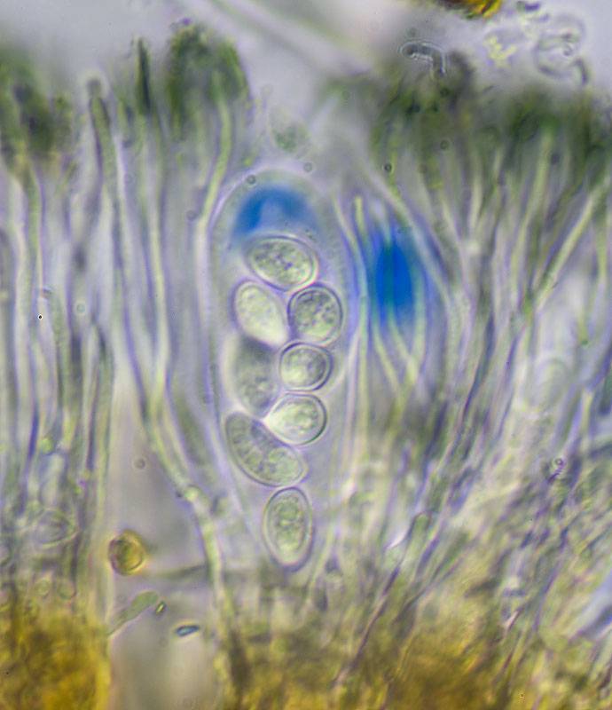 Lecidella carpathica image