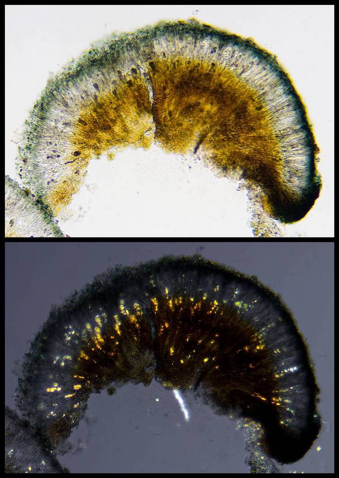 Lecidella carpathica image