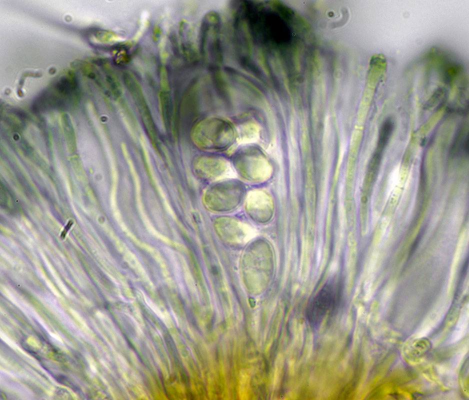 Lecidella carpathica image