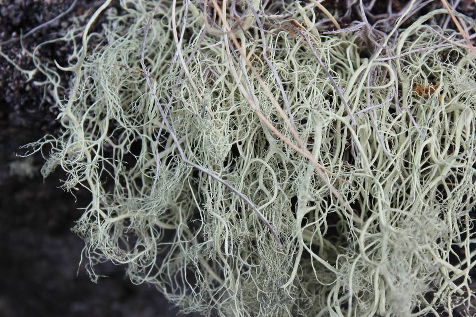 Alectoria sarmentosa ssp. vexillifera image