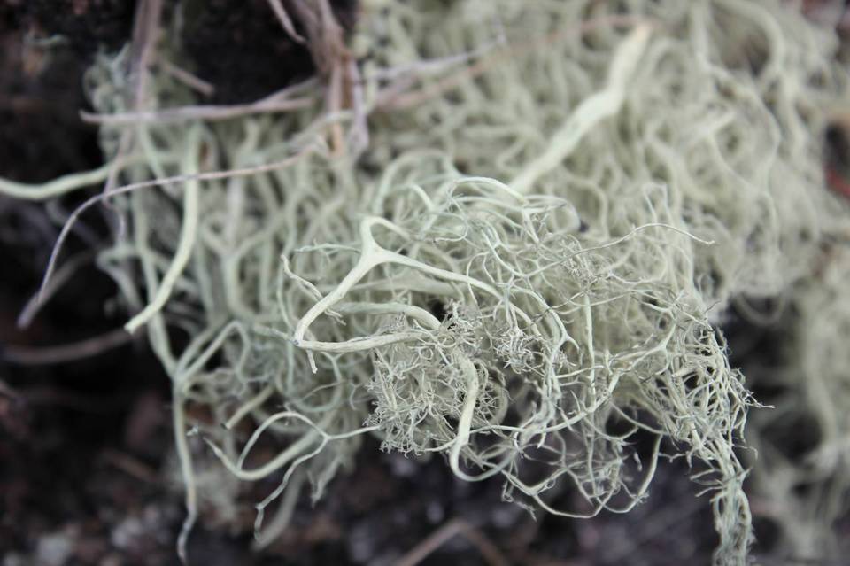 Alectoria sarmentosa ssp. vexillifera image