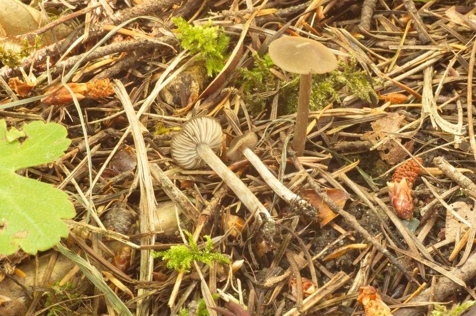 Entoloma lucidum image