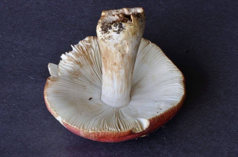 Russula fucosa image