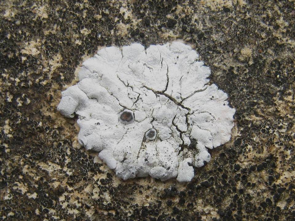 Solenopsora candicans image