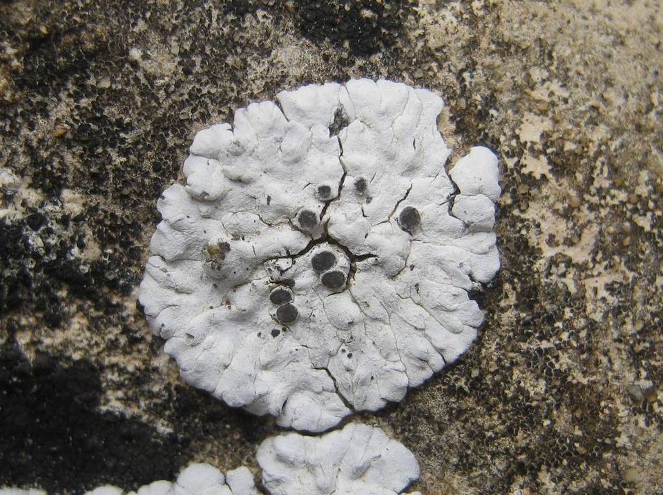 Solenopsora candicans image