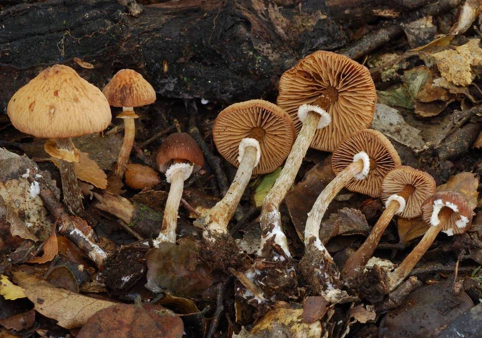 Descolea phlebophora image