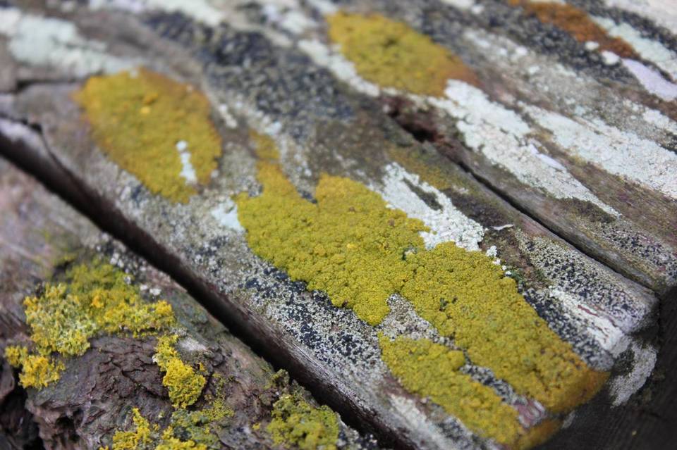 Xanthoria ucrainica image