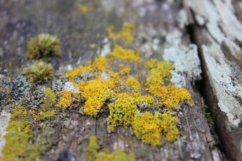 Xanthoria ucrainica image