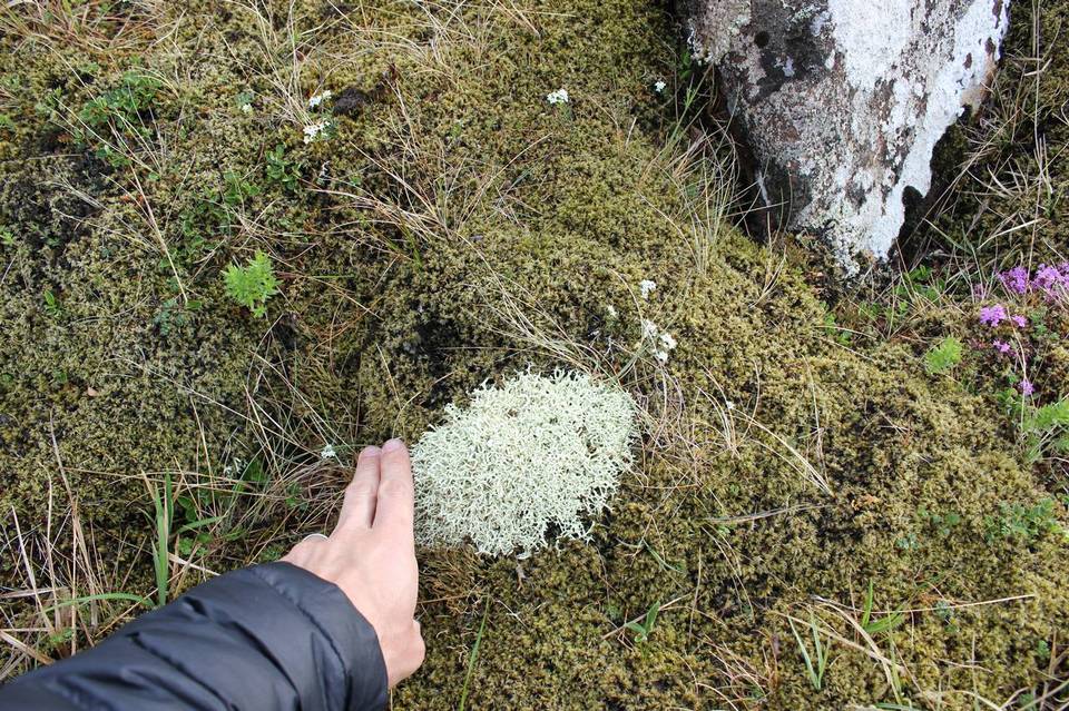 Cladonia zopfii image