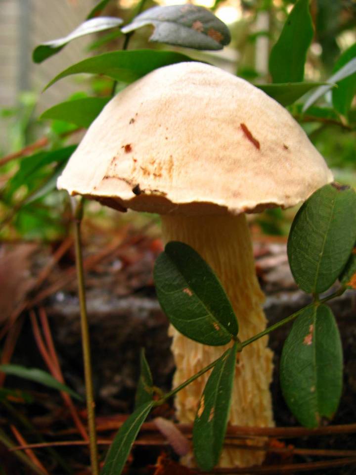 Austroboletus subflavidus image