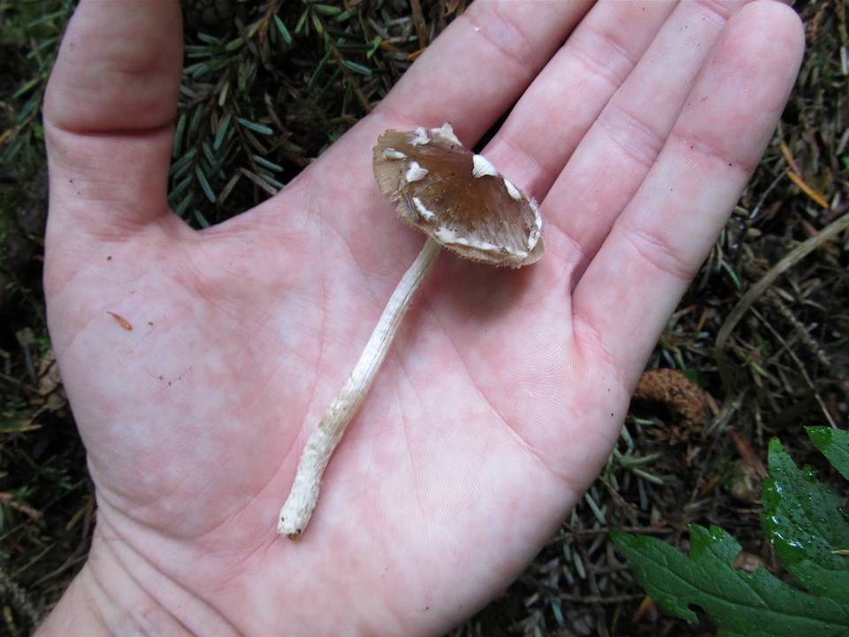 Coprinopsis canoceps image
