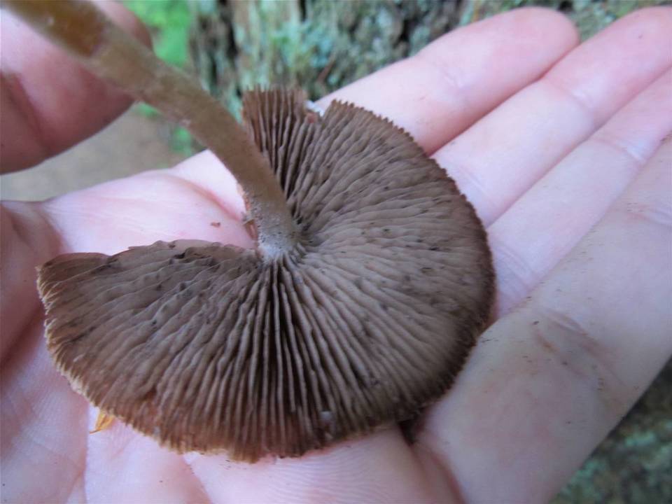 Coprinopsis canoceps image